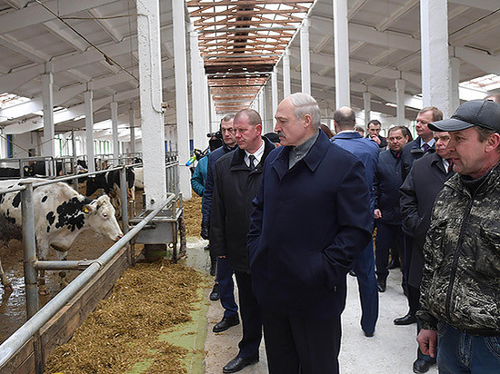 После посещения фермы Лукашенко уволил вице-премьера, министра и губернатора